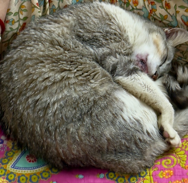 purujit1912 uploaded   331  day/s  ago