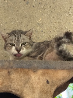 purujit1912 uploaded   342  day/s  ago