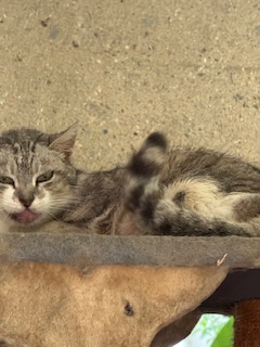 purujit1912 uploaded   342  day/s  ago