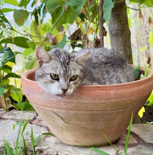 purujit1912 uploaded   1 year/s ago