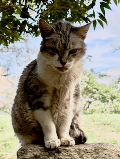 purujit1912 uploaded   342  day/s  ago