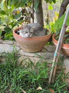 purujit1912 uploaded   1 year/s ago