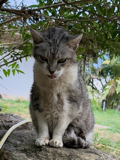 purujit1912 uploaded   342  day/s  ago