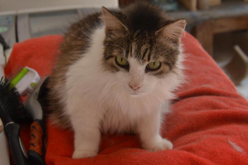 Shakti of the purujit1912 family