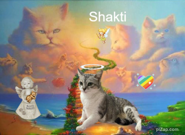 Shakti of the purujit1912 family