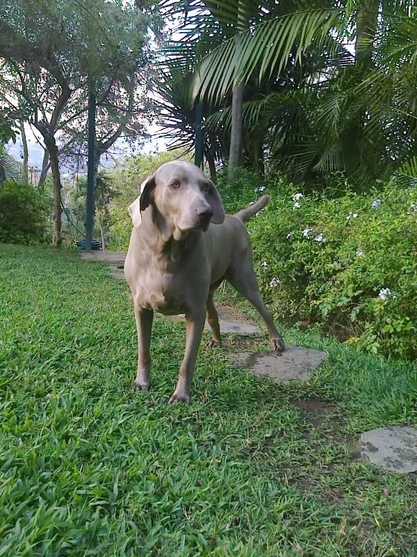 Joe of the purujit1912 family