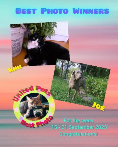 Joe of the purujit1912 family