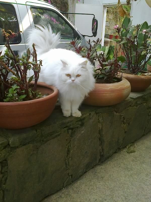 Dharmaraj of the purujit1912 family