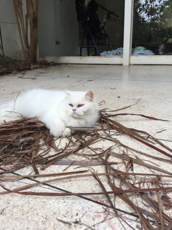 Dharmaraj of the purujit1912 family
