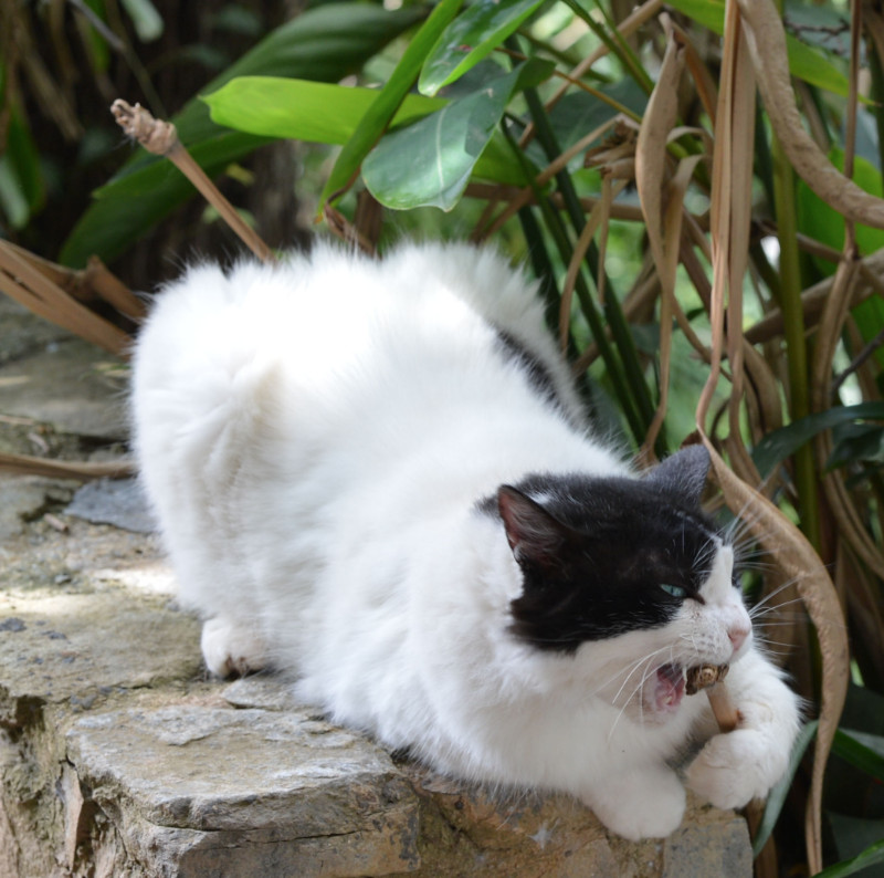 purujit1912 uploaded   6 year/s ago