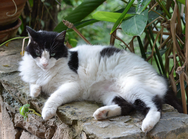 purujit1912 uploaded   6 year/s ago