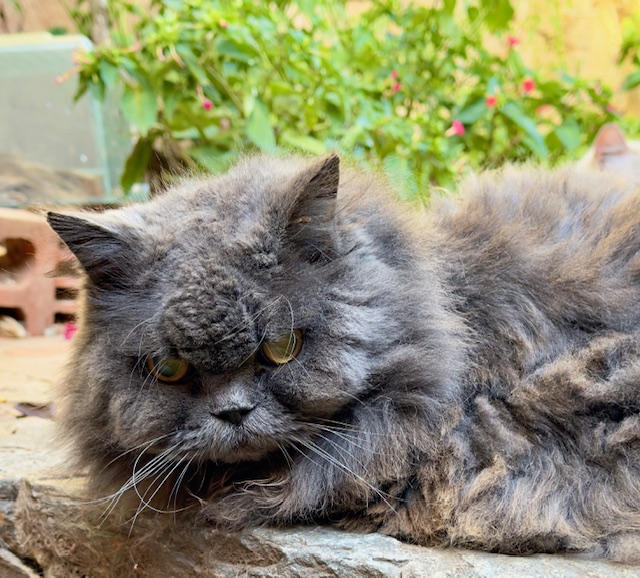 purujit1912 uploaded   1 year/s ago