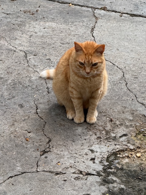 purujit1912 uploaded   299  day/s  ago