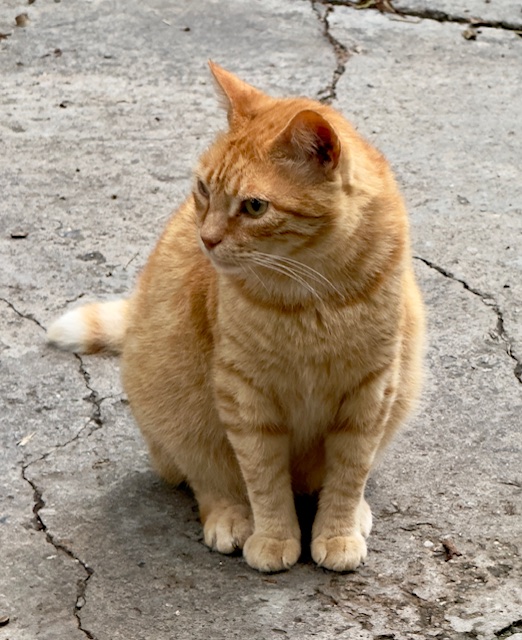 purujit1912 uploaded   299  day/s  ago