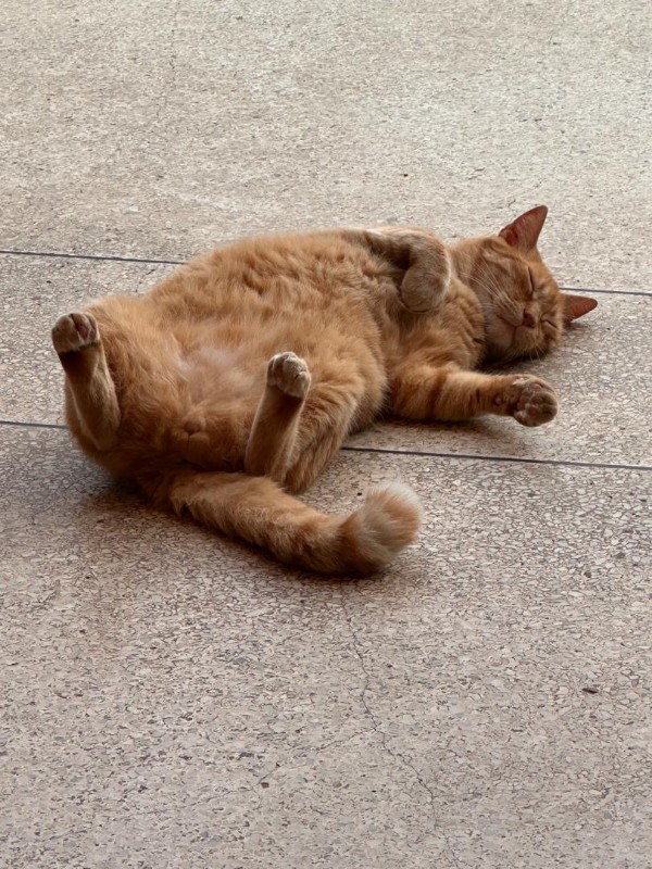 purujit1912 uploaded   354  day/s  ago