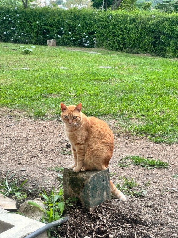 purujit1912 uploaded   313  day/s  ago