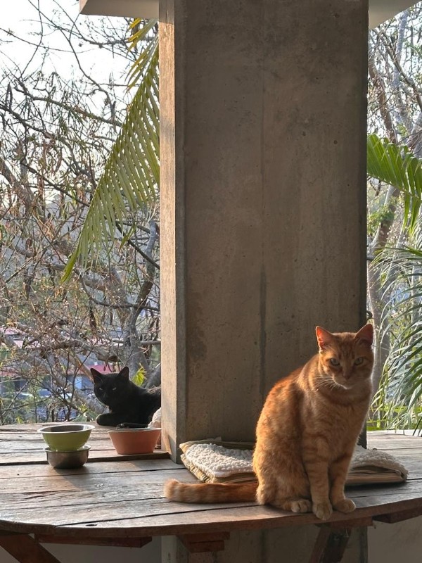 purujit1912 uploaded   1 year/s ago