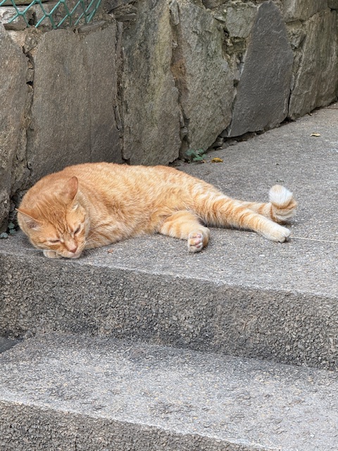 purujit1912 uploaded   1 year/s ago