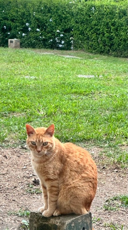 purujit1912 uploaded   313  day/s  ago