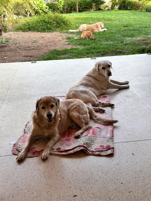 purujit1912 uploaded   326  day/s  ago