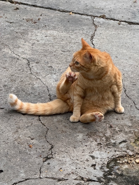 purujit1912 uploaded   299  day/s  ago