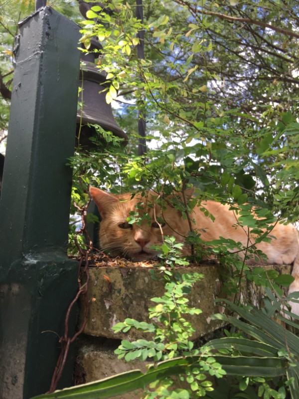 purujit1912 uploaded   228  day/s  ago