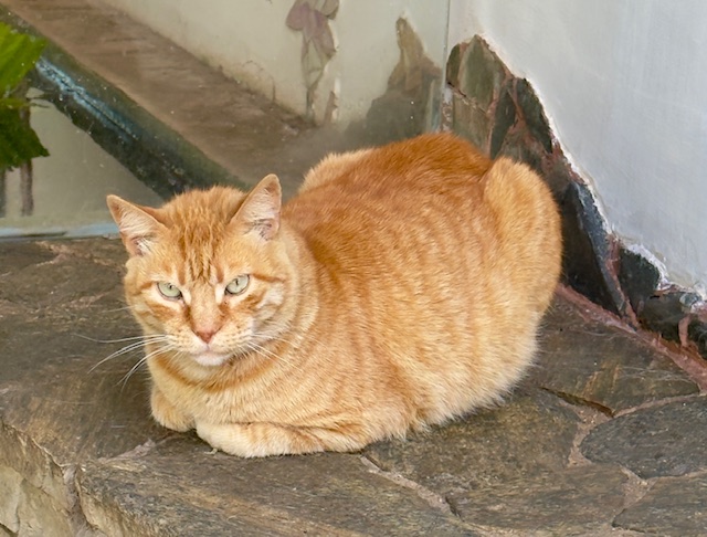 purujit1912 uploaded   1 year/s ago