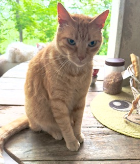 purujit1912 uploaded   342  day/s  ago