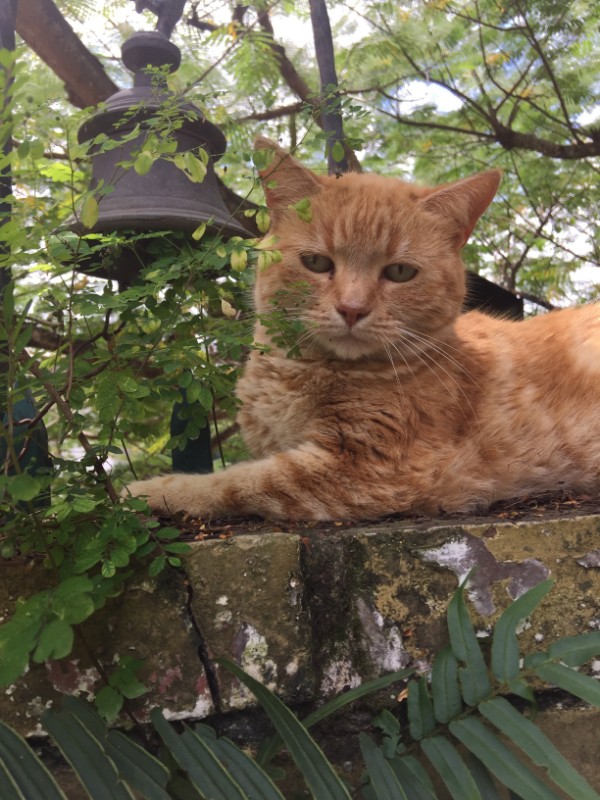 purujit1912 uploaded   228  day/s  ago