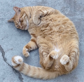 purujit1912 uploaded   152  day/s  ago