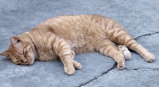 purujit1912 uploaded   152  day/s  ago