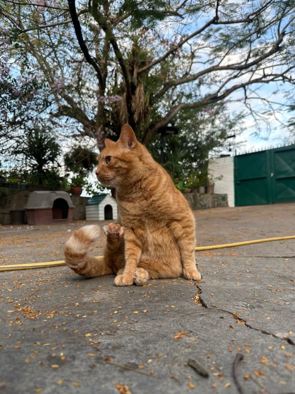 Kanay of the purujit1912 family