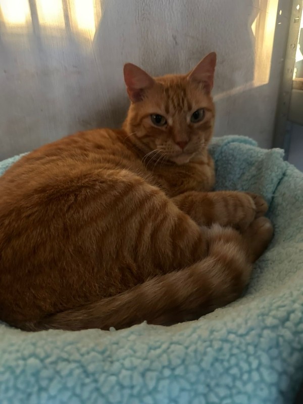 Kanay of the purujit1912 family