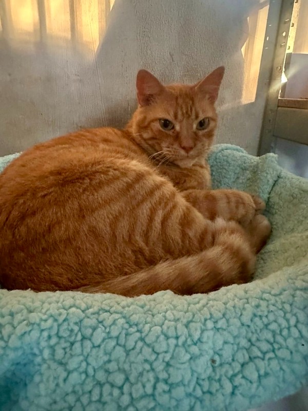 Kanay of the purujit1912 family