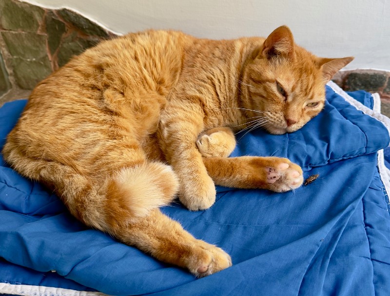 Kanay of the purujit1912 family