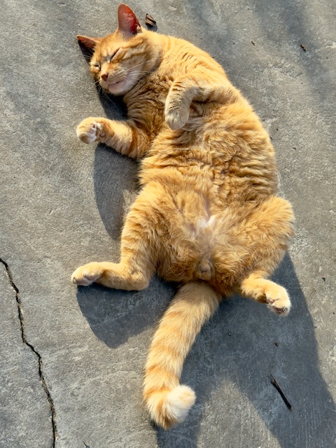 Kanay of the purujit1912 family