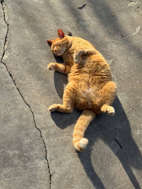 Kanay of the purujit1912 family