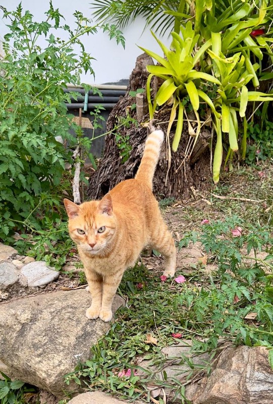 Kanay of the purujit1912 family