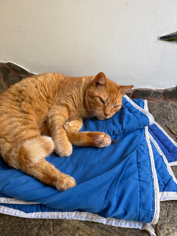 purujit1912 uploaded   69  day/s  ago