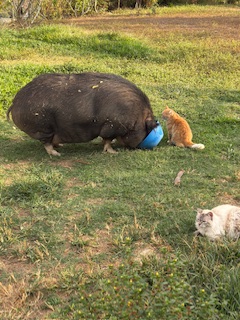 purujit1912 uploaded   1 year/s ago