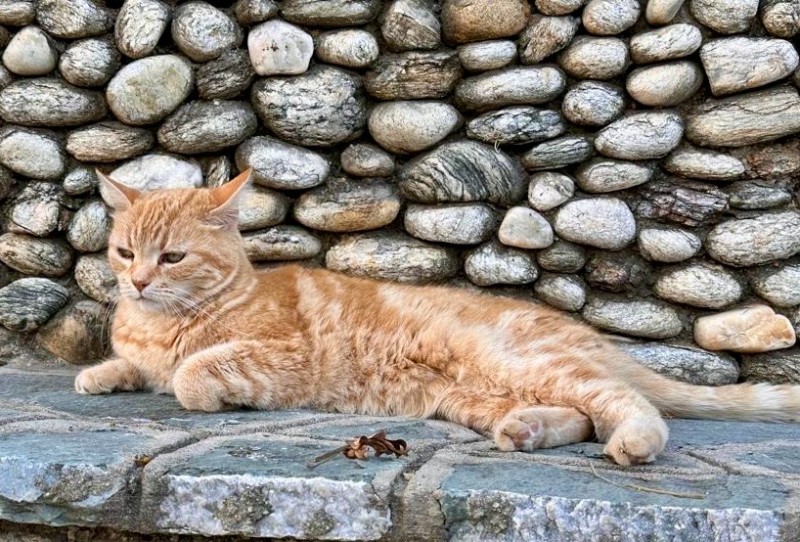 purujit1912 uploaded   1 year/s ago