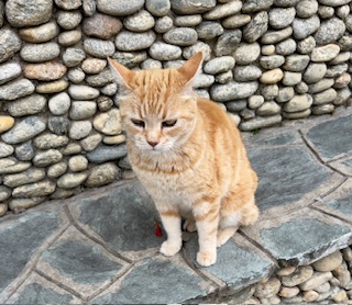 purujit1912 uploaded   354  day/s  ago