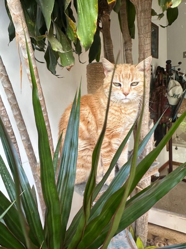 purujit1912 uploaded   1  day/s  ago