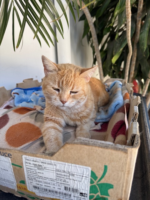 Gauri of the purujit1912 family