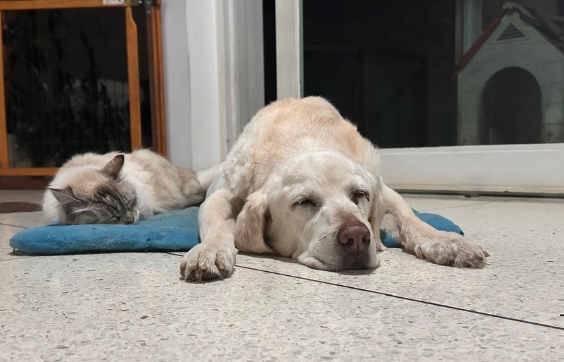 purujit1912 uploaded   1 year/s ago