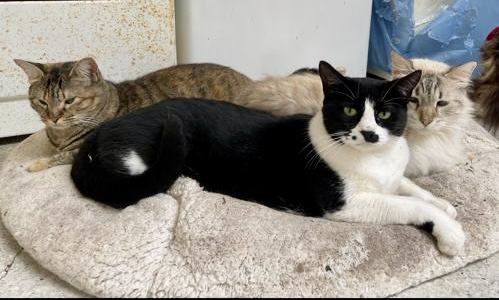 purujit1912 uploaded   2 year/s ago