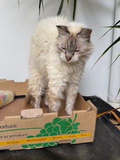 purujit1912 uploaded   354  day/s  ago