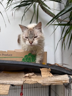 purujit1912 uploaded   354  day/s  ago