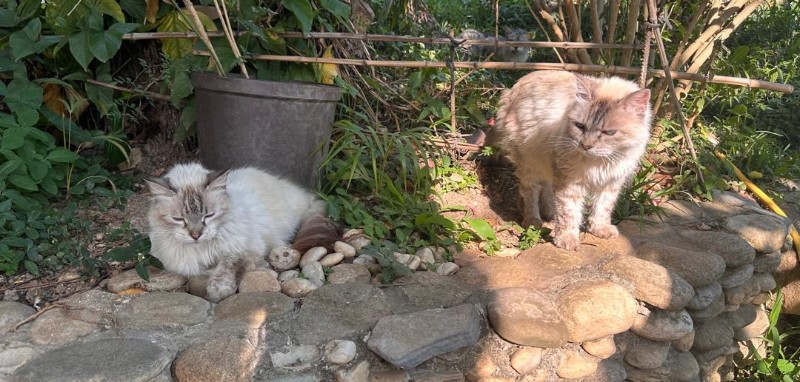 purujit1912 uploaded   1 year/s ago