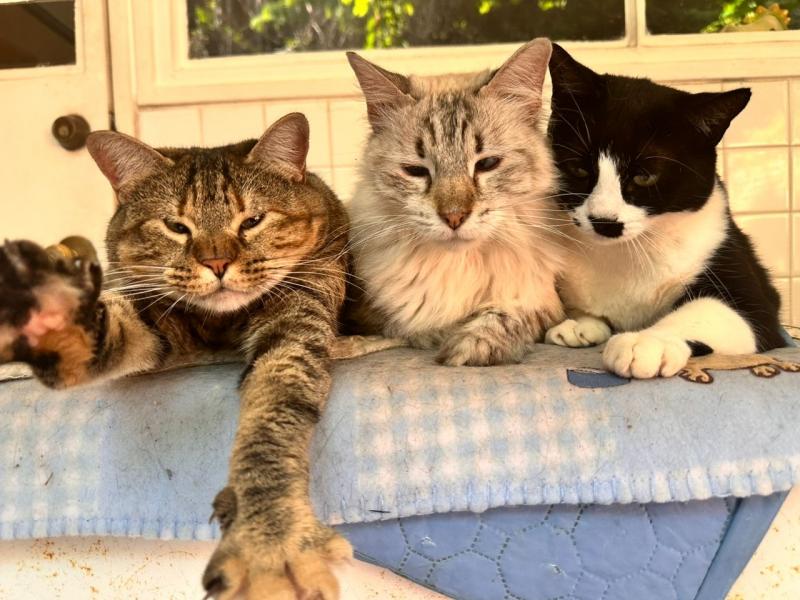 purujit1912 uploaded   349  day/s  ago